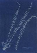 Anna Atkins Asplenium ebeneum oil painting artist